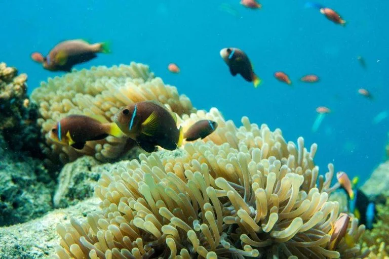 Unknown Facts About Maldives