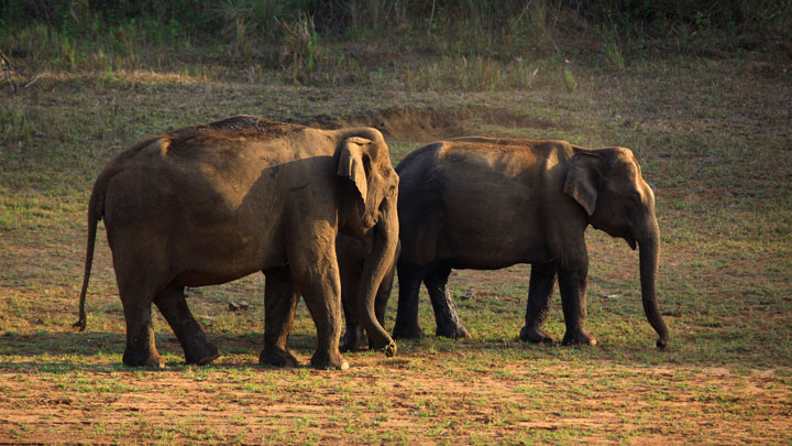 Periyar