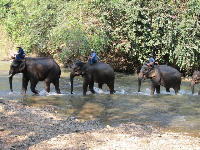 Elephant ride