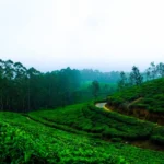 Thekkady